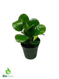 Large Green Leaf Peperomia