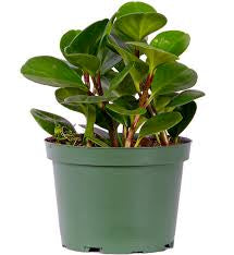 Large Green Leaf Peperomia