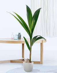 Coconut plant