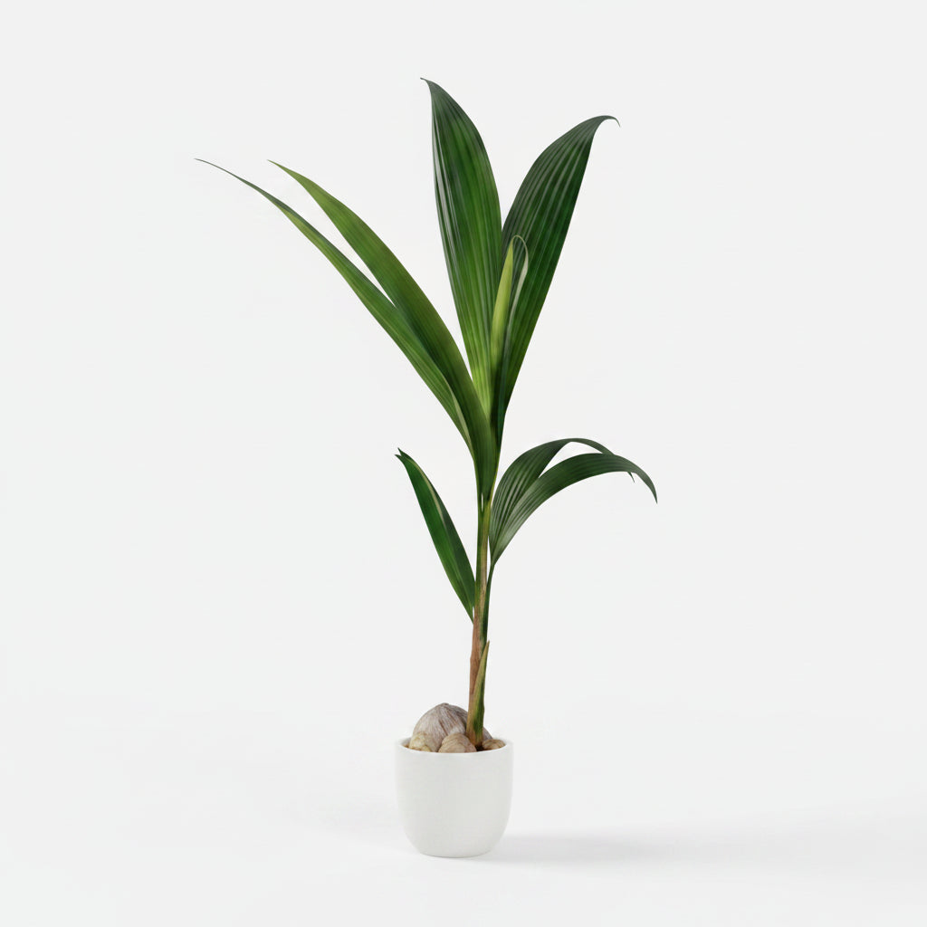 Coconut Plant (Cocos nucifera) 10" Grower Container