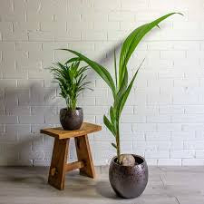 Coconut Plant (Cocos nucifera) 10" Grower Pot