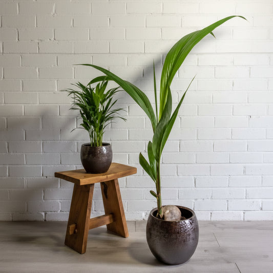Coconut Plant (Cocos nucifera) 10" Grower Container