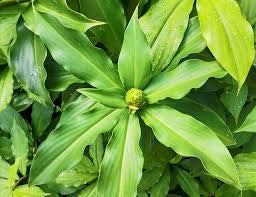 Costus Igneus (Insulin Plant) (medium)