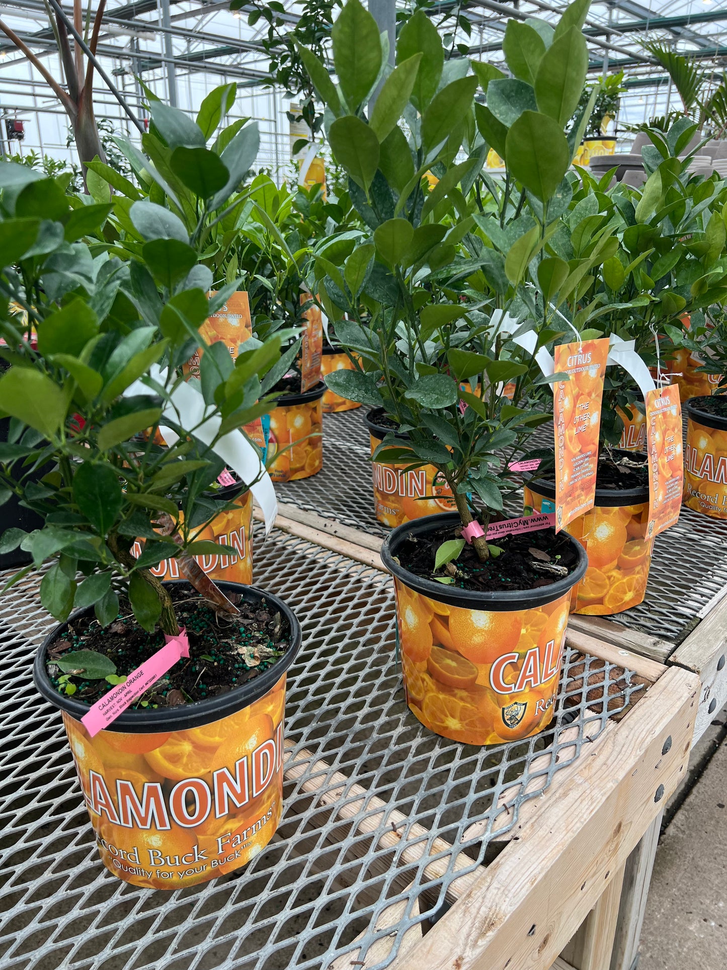 Citrus Calamondin (Philipino Lime)