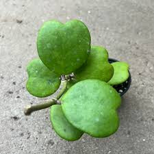 Hoya Kerri Reverse Assorted