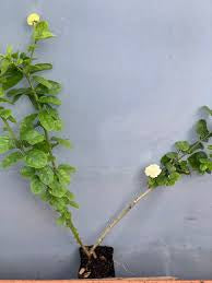 Jasmine Duke of Tuscany