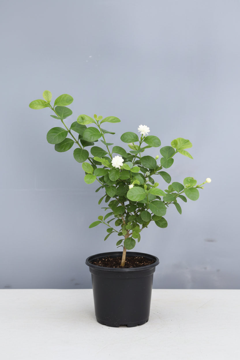 jasmine plant indoor for sale Jasmine 'Duke of Tuscany' Plant in 6” Grower Container| Fragrant Doubl – Plant Club
