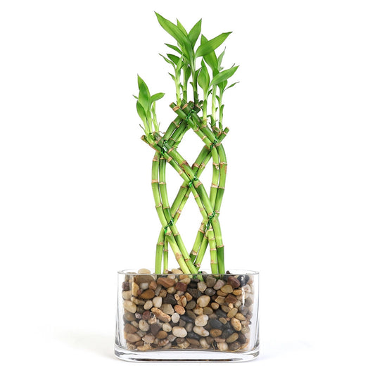Lucky bamboo Trellis 9 stems