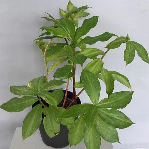 Costus Igneus (Insulin Plant) (medium)