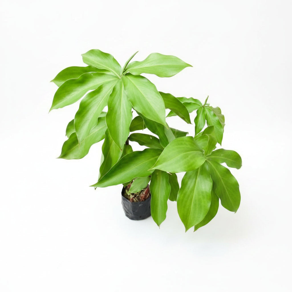 Costus Igneus (Insulin Plant) – Medium Size Medicinal Plant for Home & Garden