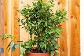 Bay leaf (Bay laurel )