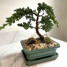 Juniper 7/8”pot assorted