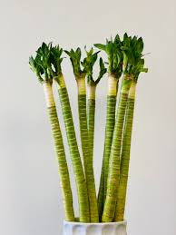 Lotus lucky bamboo (bundle of three)