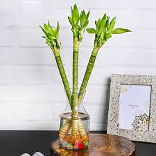 Lotus lucky bamboo (bundle of three)