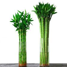 Lotus lucky bamboo (bundle of three)