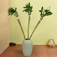 Lotus lucky bamboo (bundle of three)