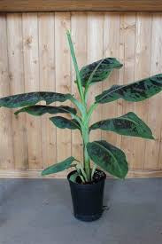 Banana tree small 15—20”