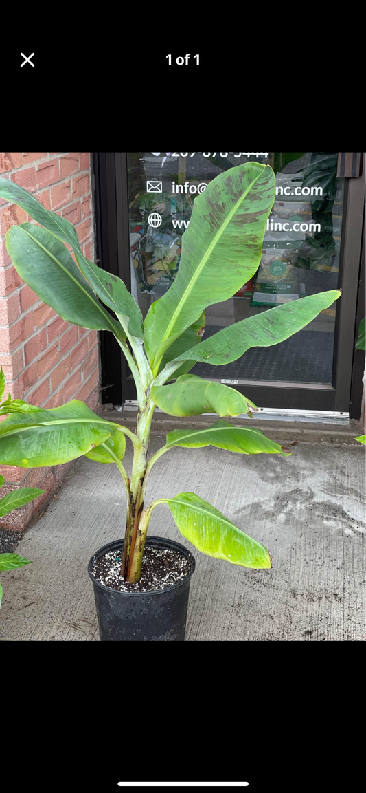 Banana tree large 3/4 feet