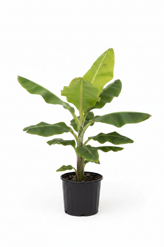 Banana tree small 6" Grower Pot 15"â20â Hight