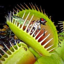 Venus fly trap 2” pot