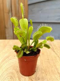 Venus fly trap 2” pot