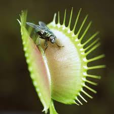 Venus fly trap 2” pot