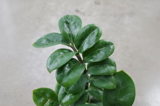 ZZ Zenzi (6" Grower Pot) â Compact, Low-Maintenance Indoor Plant for Modern Spaces