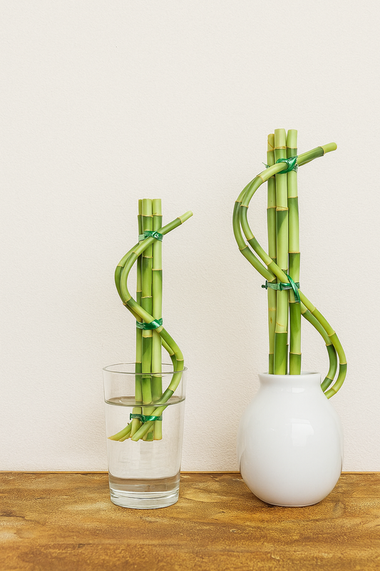 Lucky bamboo $shape in glass:ceramic vase may vary