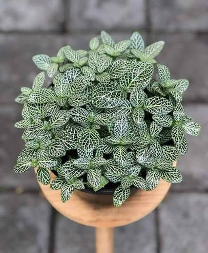 Fitonia 6” assorted (grower container)