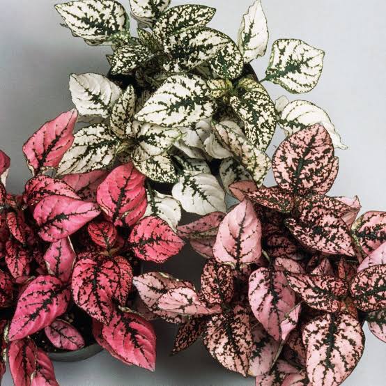 Polka Dot Plant assorted