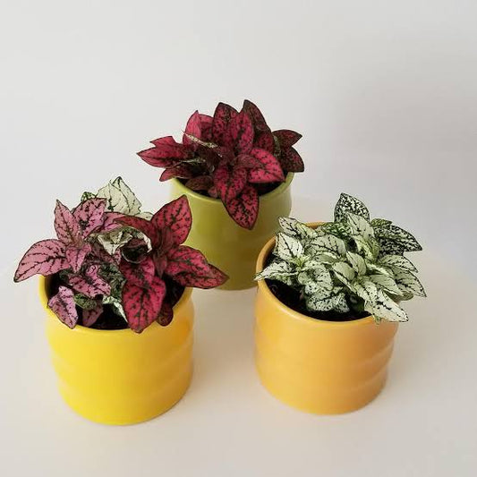 Polka Dot Plant assorted