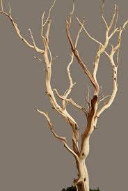 Manzanita sandblast 4’/5’