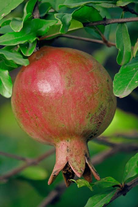 Pomegranate plant 6” pot