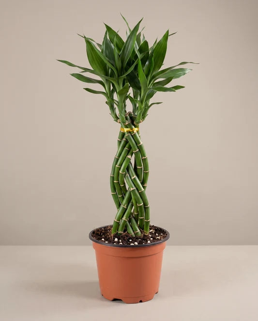 Lucky Bamboo Elegant Twist