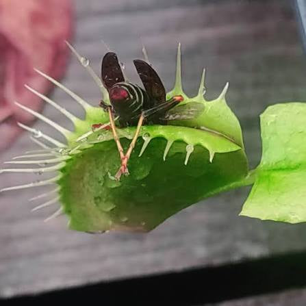 Venus fly trap