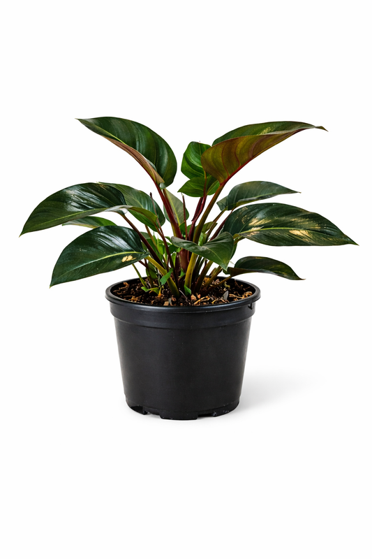 Philodendron – 10" Grower Pot (White Pot Sold Separately)