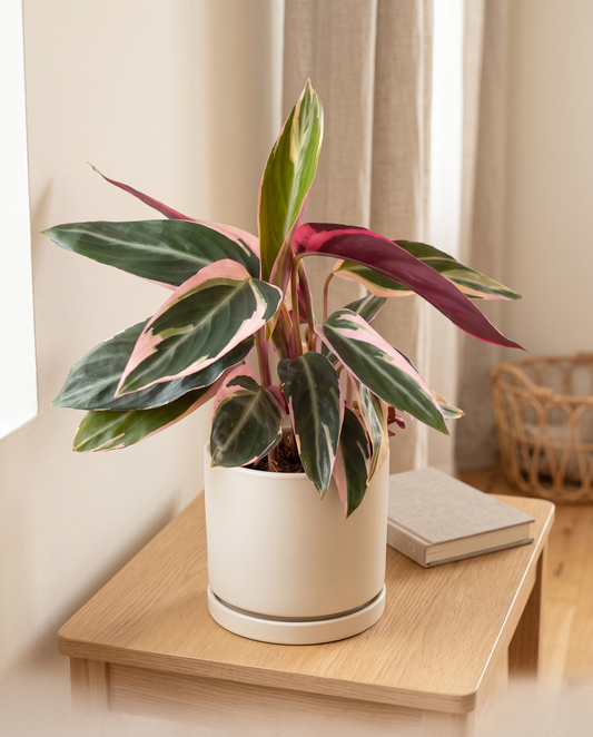 Stromanthe Triostar in a decorative ceramic pot, lifestyle