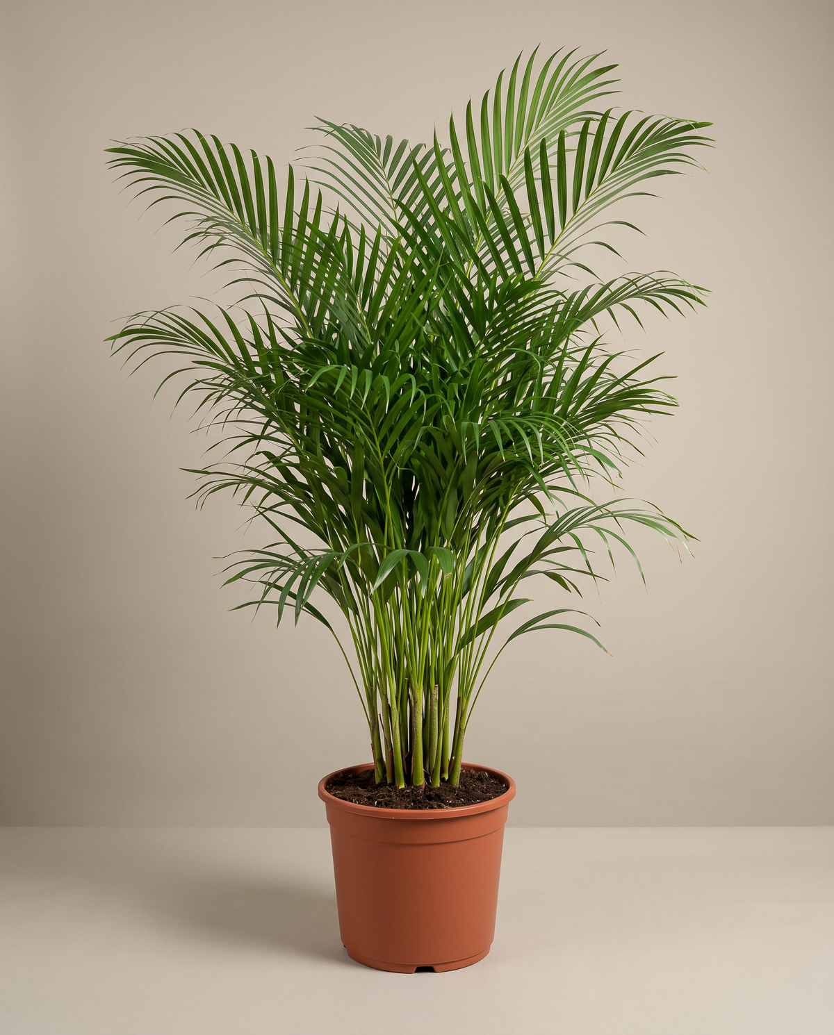 Areca Palm in a 12-inch grow pot, front studio, Extra large