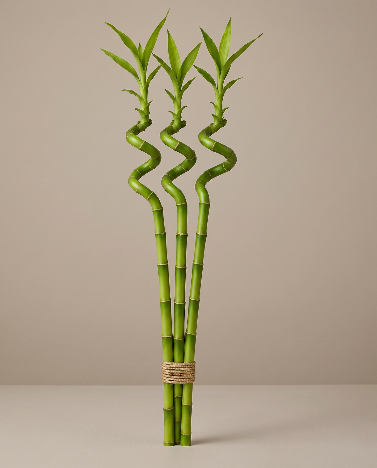 Lucky bamboo spiral, 24 inch bundle of three, no vase
