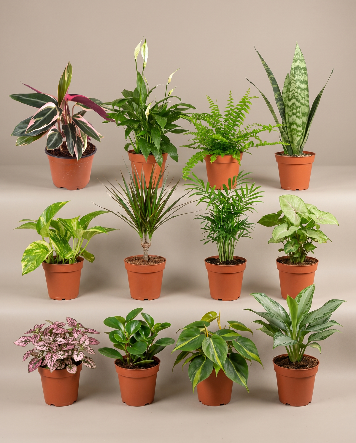 Tropical houseplant 12-pack in grow pots, front studio