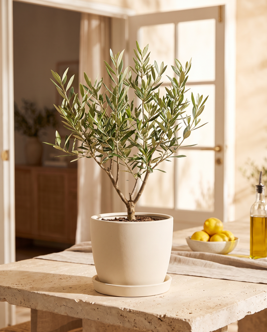 Olive tree in a decorative ceramic, styled in a room