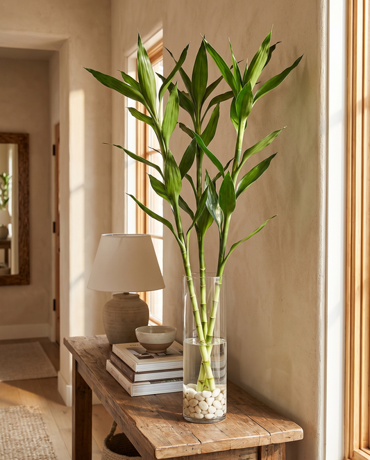 Lucky bamboo 3 ft big-leaf in a tall vase, vase not included