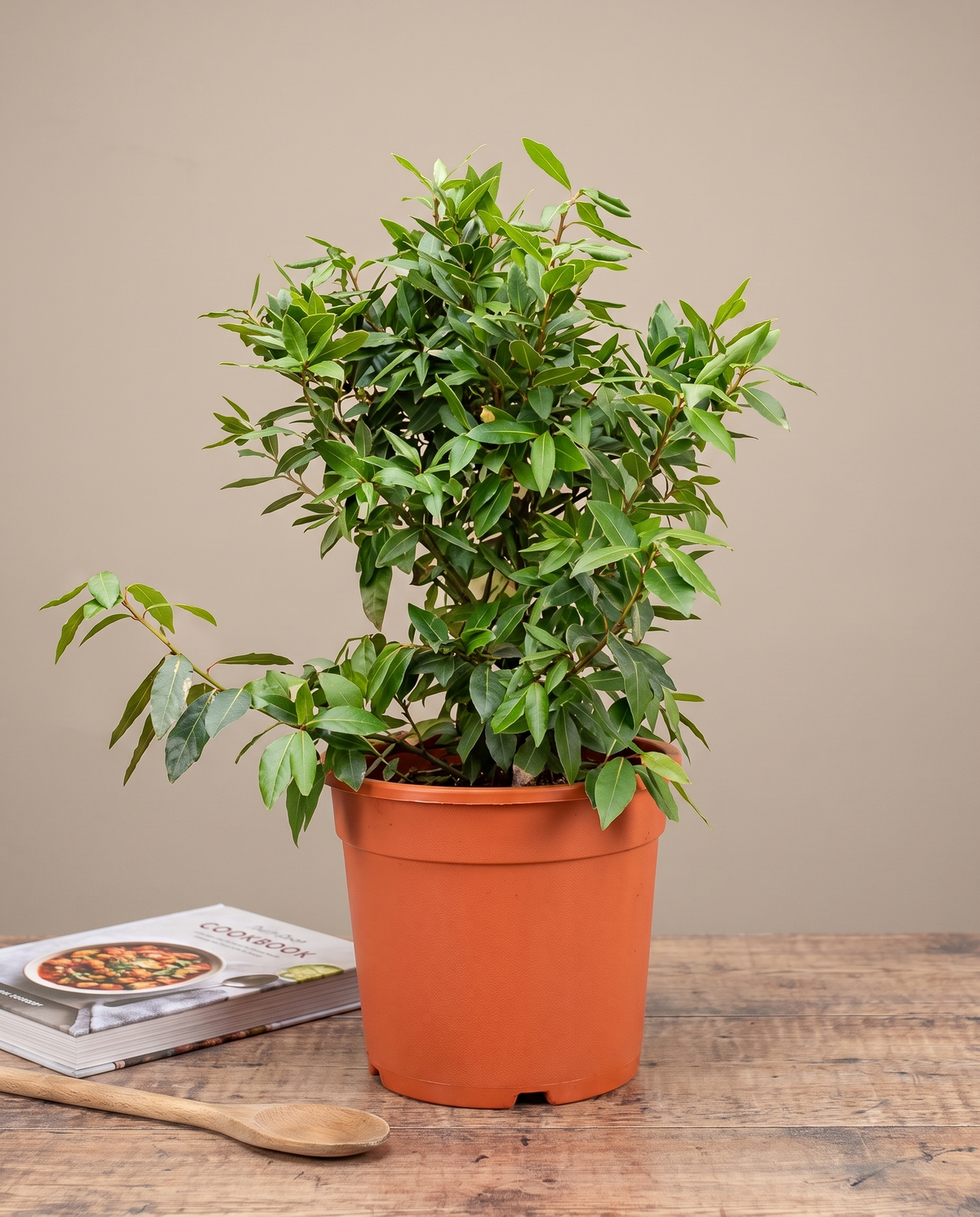 Bay laurel in a grow pot, furniture for scale, Medium