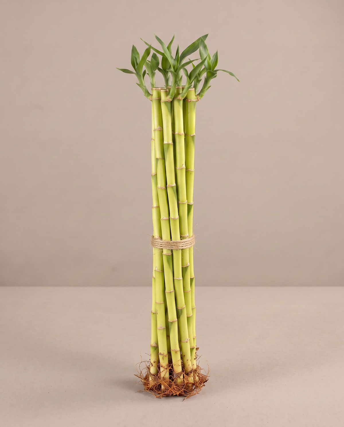Lucky Bamboo Dracaena, 18 inch bundle of 10 stalks, no vase
