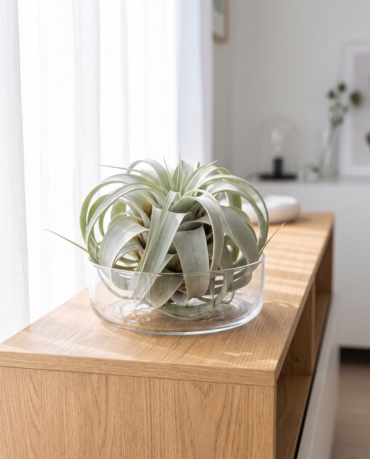Tillandsia xerographica in a glass bowl, holder not included