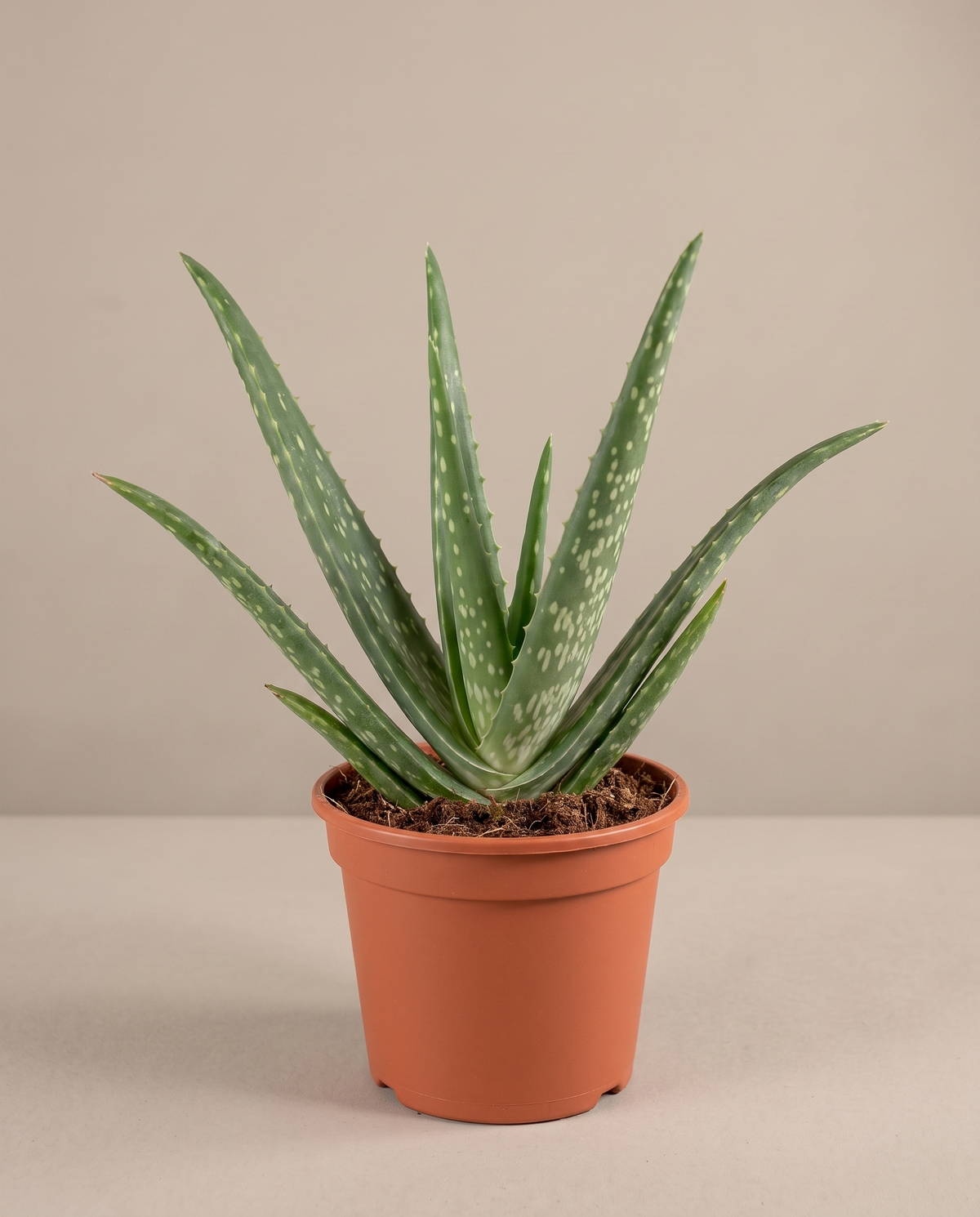 Aloe vera in a grow pot, front studio, Medium