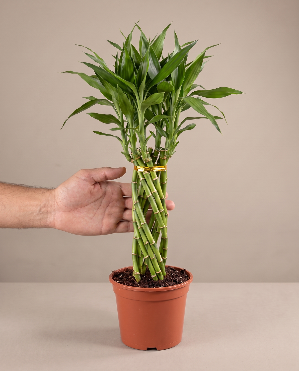 Lucky bamboo elegant twist in a grow pot, hand for scale, Large