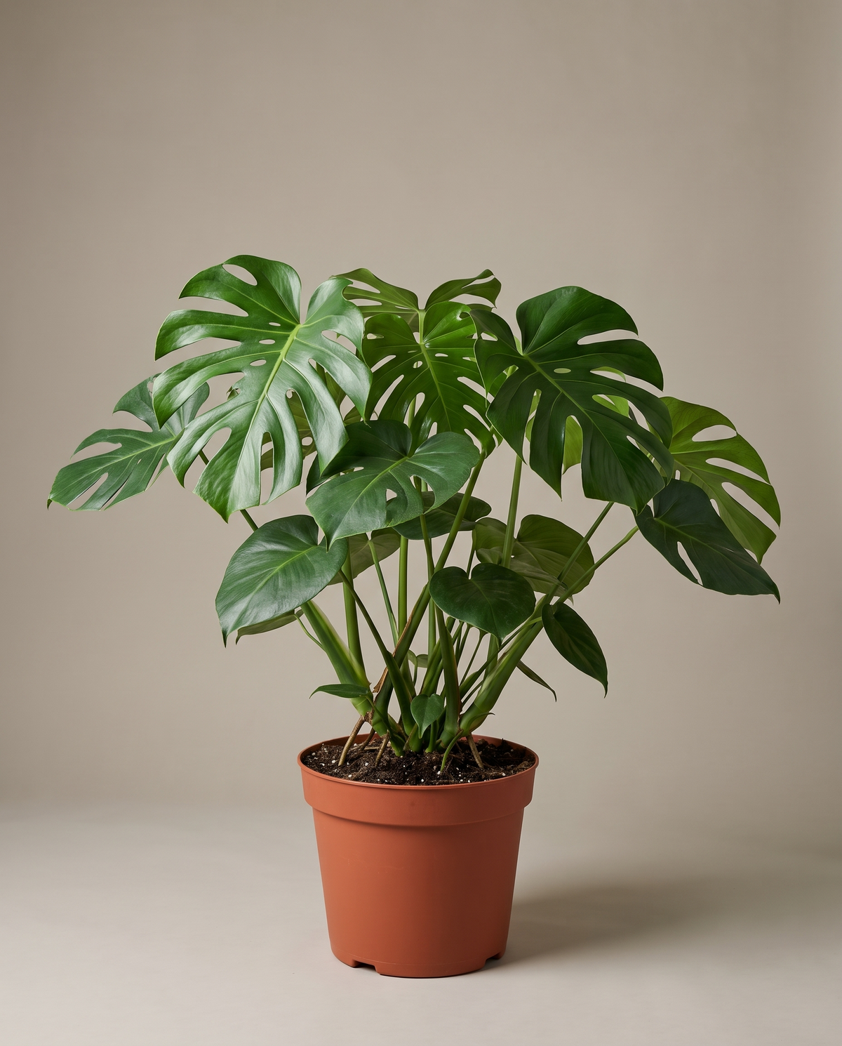 Monstera in a grow pot, front studio, Large