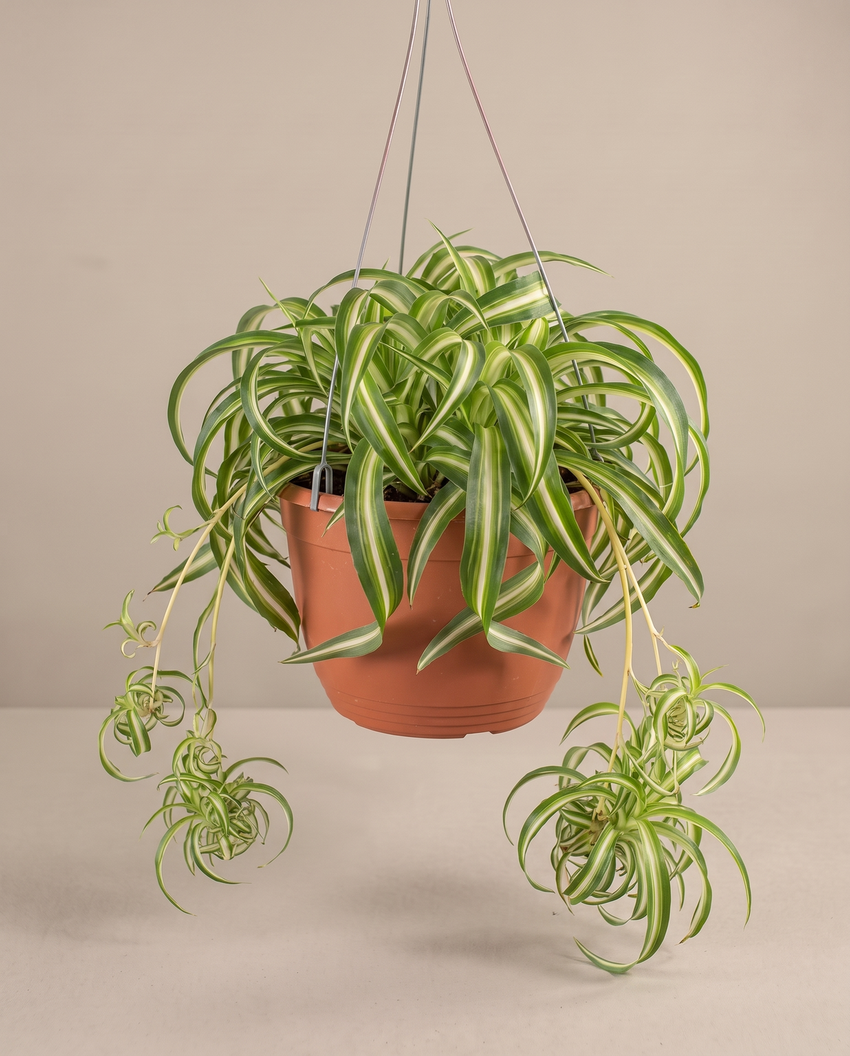 Spider plant in a hanging basket, front studio, Large