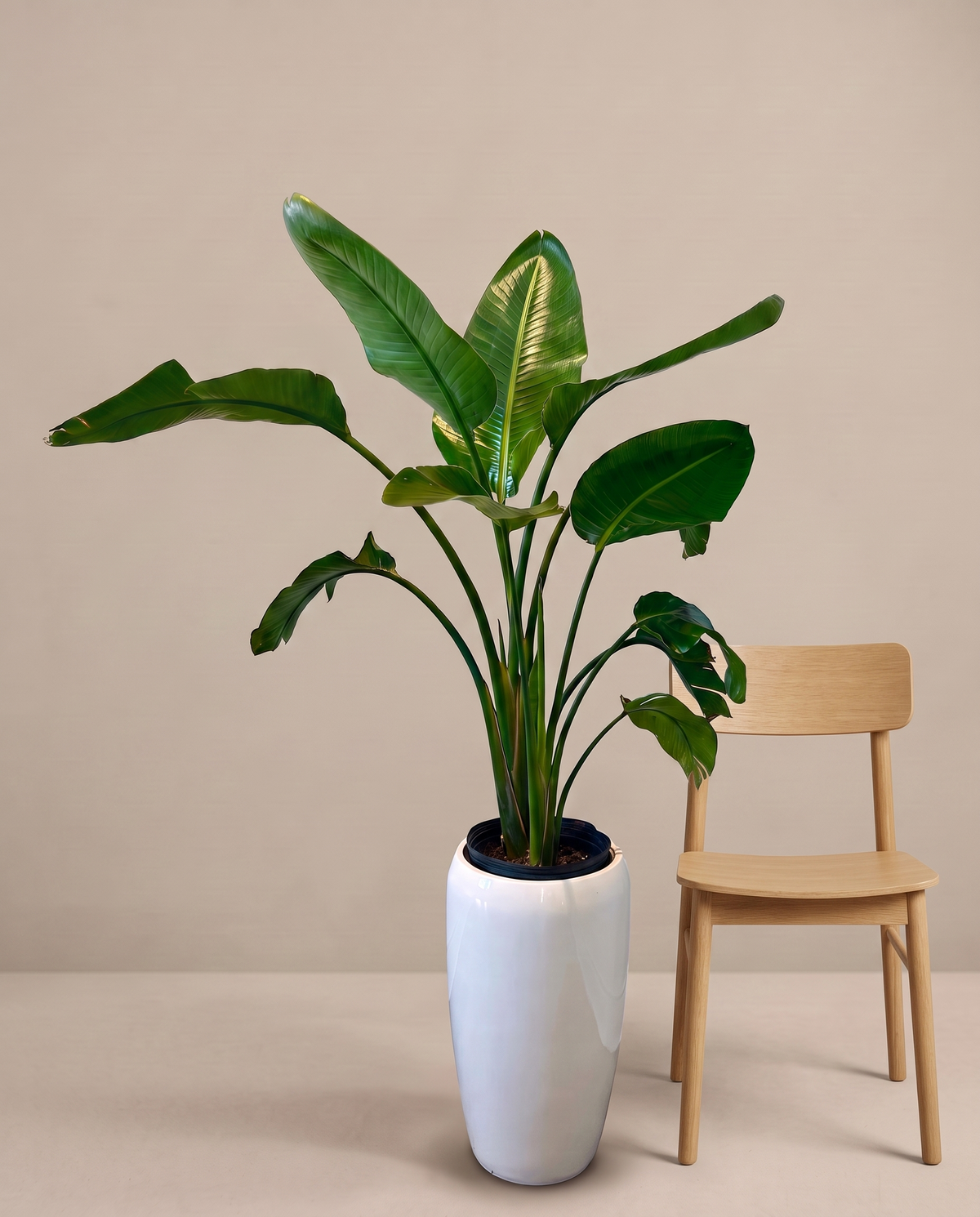 Bird of Paradise in the included white planter, furniture for scale